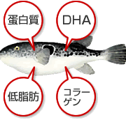 とらふぐは高タンパク・低脂肪な超健康食品