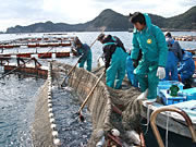 生産者魚を捕る漁業者や育てる養殖業者